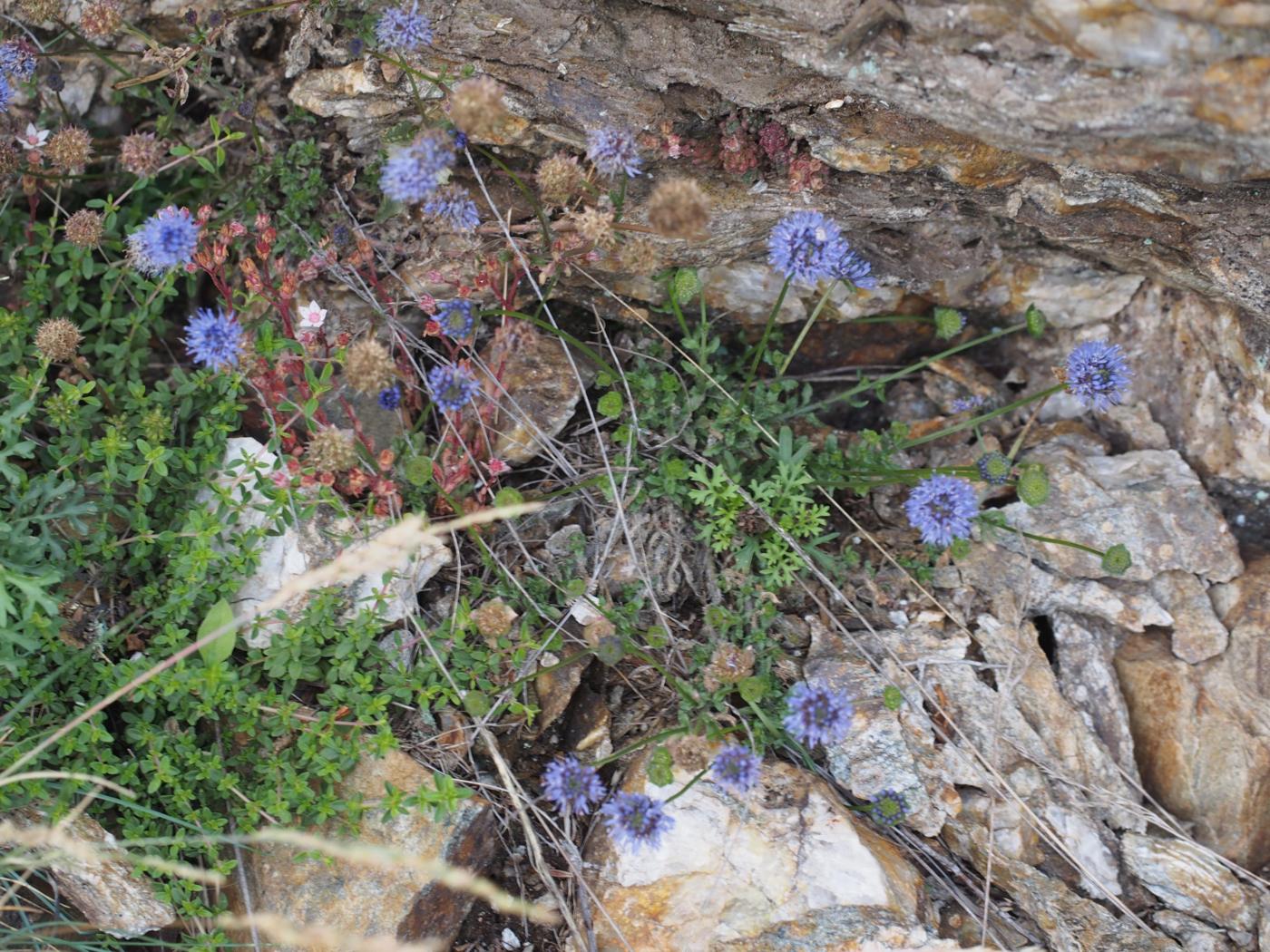 Sheepsbit, Mountain plant